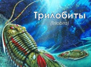 Трилобиты